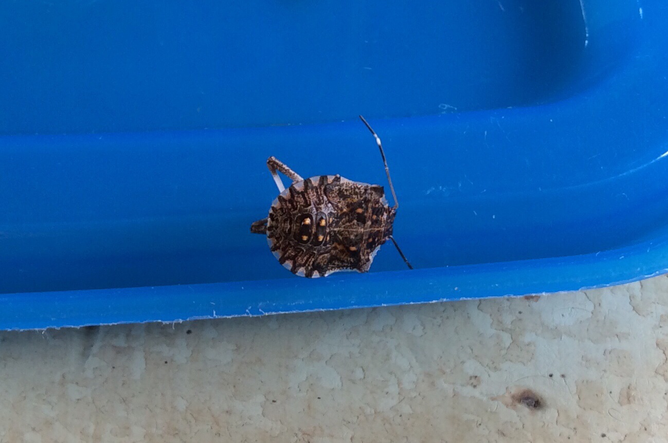 Halyomorpha halys